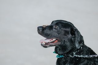 鼻子上戴着金戒指的黑狗