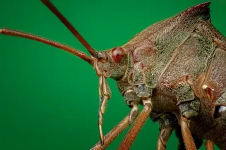 微距摄影，棕色，昆虫，昆虫，特写，微距，特写，腿部