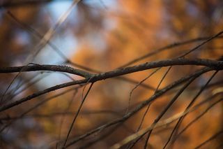 树枝，树木，户外，自然，秋天的颜色，秋天，秋天的颜色，秋天