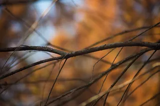 树枝，树木，户外，自然，秋天的颜色，秋天，秋天的颜色，秋天
