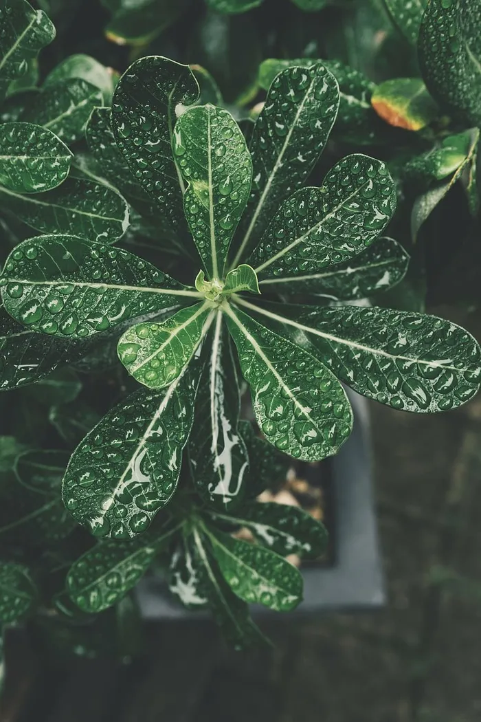 水，水滴，绿色，树叶，特写，摄影，植物，露水