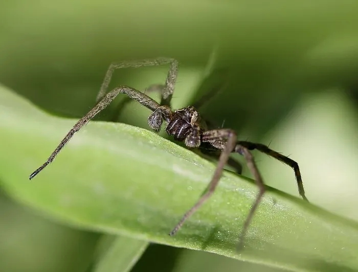 蜘蛛，蛛形纲，灰色，叶，无脊椎动物，野生动物，昆虫，动物