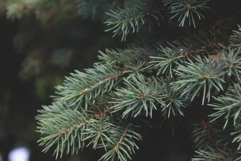 松树、自然、树木、绿色、森林、树木、植物、生长