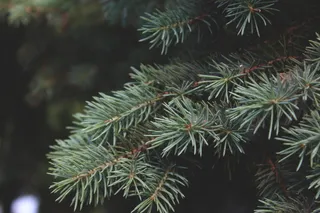 松树、自然、树木、绿色、森林、树木、植物、生长