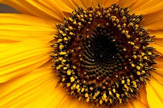 向日葵，花，黄花，夏天，花粉，雄蕊，花瓣，植物群