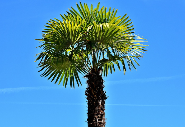 棕榈树，夏天，假日，夏天，假日，夏天的感觉，假日，天空，海滩