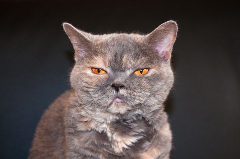 猫，视图，瞌睡，有趣，动物，宠物，眼睛，橙色