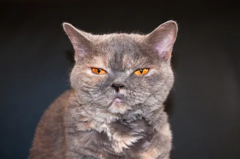 猫，视图，瞌睡，有趣，动物，宠物，眼睛，橙色