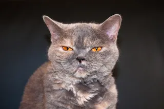 猫，视图，瞌睡，有趣，动物，宠物，眼睛，橙色