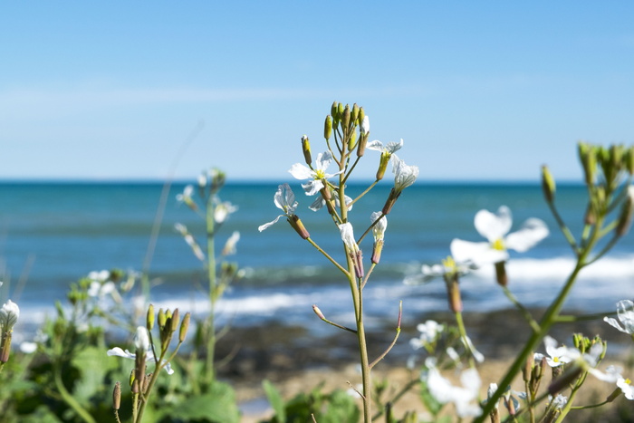 自然、夏季、花卉、植物、户外、季节、蓝天、阳光