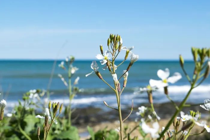 自然、夏季、花卉、植物、户外、季节、蓝天、阳光