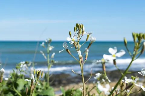 自然、夏季、花卉、植物、户外、季节、蓝天、阳光 自然、夏季、花卉、植物、户外、季节、蓝天、阳光