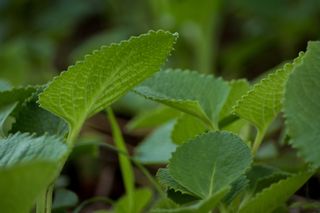 印度琉璃苣, Ajwain, 阿育吠陀, 植物, 绿色, 自然, 叶