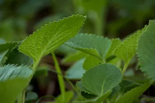 印度琉璃苣, Ajwain, 阿育吠陀, 植物, 绿色, 自然, 叶