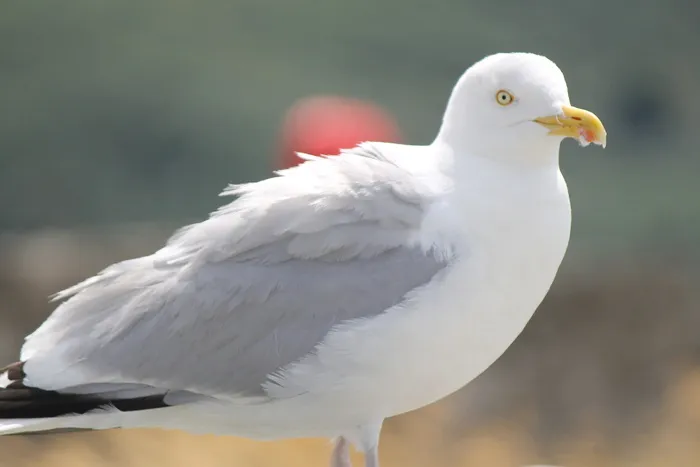 海鸥，白色，翅膀，海鸥，海，天空，翱翔，鸟