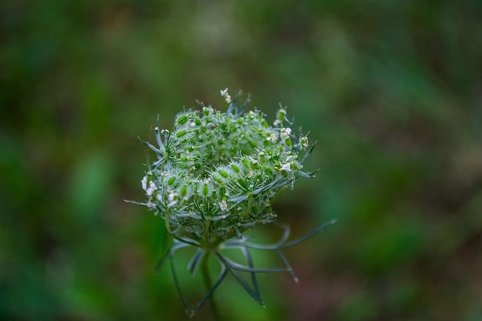 植物，绿色，花园，绿色，花园，自然，没有人，绿色的颜色，生长