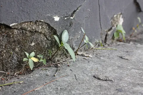 委内瑞拉,瓦伦西亚,阿里里奥·加西亚·迪塞尼奥·格拉菲科,自然的力量,工厂,城市,水泥中的生活,混凝土 委内瑞拉,瓦伦西亚,阿里里奥·加西亚·迪塞尼奥·格拉菲科,自然的力量,工厂,城市,水泥中的生活,混凝土