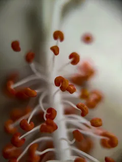 特写镜头,无人,选择性聚焦,食物,食物和饮料,新鲜度,室内,植物 特写镜头,无人,选择性聚焦,食物,食物和饮料,新鲜度,室内,植物