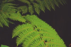 绿色，叶子，植物，自然，深色，蕨类，户外，植物部分