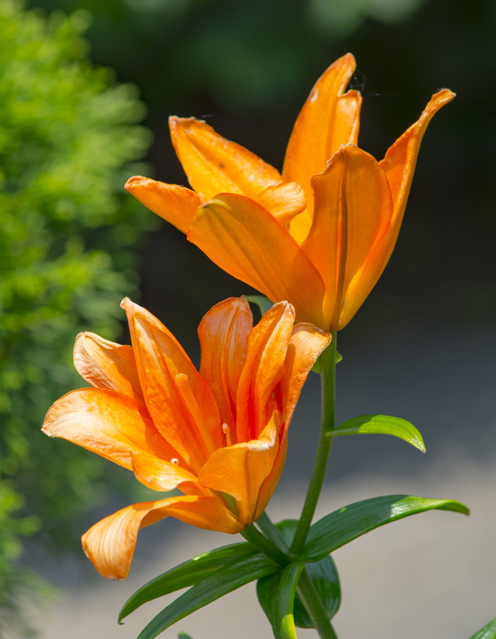 莉莉，花，植物本性，花，开花植物，脆弱，脆弱，花瓣