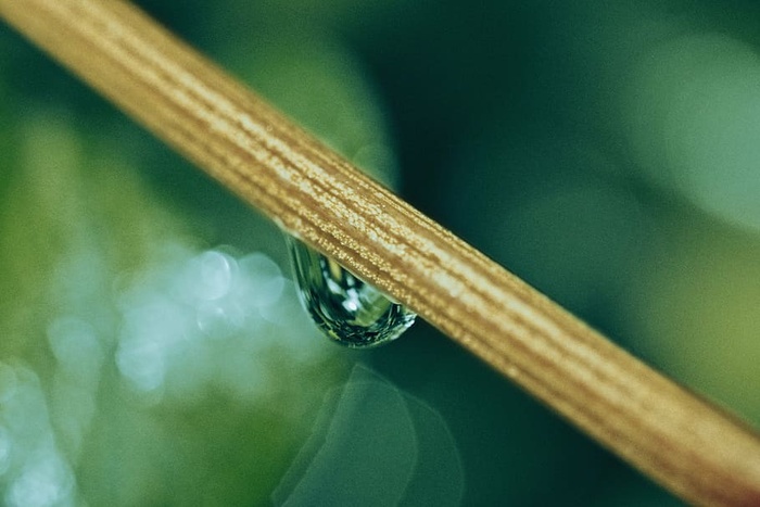 模糊，波基，特写，露水，水滴，微距，户外，茎