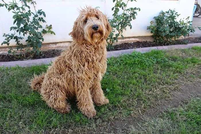坐着，成年拉布拉多犬，绿色，草，白色，墙壁，拉布拉多犬，实验室