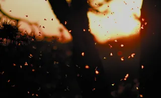 红色和白色圆点纺织品