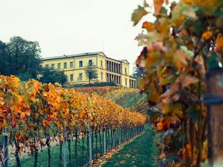 palatinate，葡萄藤，城堡，葡萄酒，萨克森，德国，葡萄酒种植，葡萄园