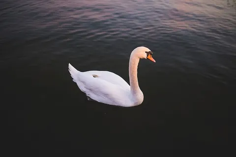 单天鹅水 单天鹅水