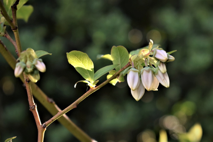 蓝莓，花，叶子，绿色，光，光线，树枝，自然
