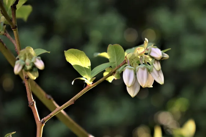 蓝莓，花，叶子，绿色，光，光线，树枝，自然