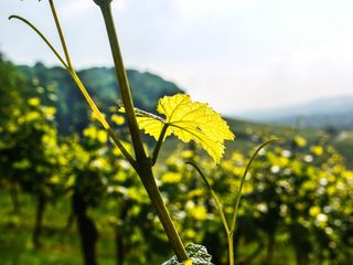 葡萄园，叶子，夕阳，明亮，中心，葡萄酒，阳光明媚，葡萄酒叶子