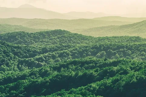 绿叶树木，绿色，山脉，自然，风景，山脉，顶峰，山峰