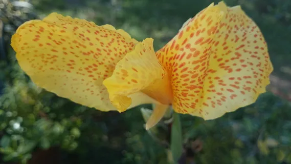 花,哇,风格,自然之美,植物,特写,脆弱,生长 花,哇,风格,自然之美,植物,特写,脆弱,生长