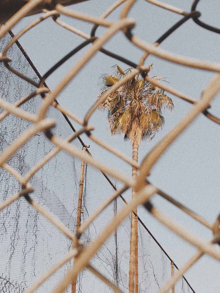 草，植物，草坪，美国，洛杉矶自由街1322号，芦苇，叶