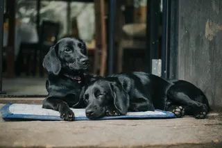 菲律宾，tagaytay，袋装豆子（主枝），寒冷，午睡，早睡，狗，睡狗
