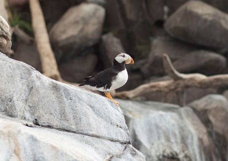海雀，阿拉斯加，鸟类，动物主题，动物，脊椎动物，野生动物，一种动物