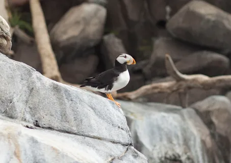 海雀，阿拉斯加，鸟类，动物主题，动物，脊椎动物，野生动物，一种动物