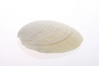 骨, 特写, 海岸, 海岸线, 鸟蛤壳, 海螺, 珊瑚