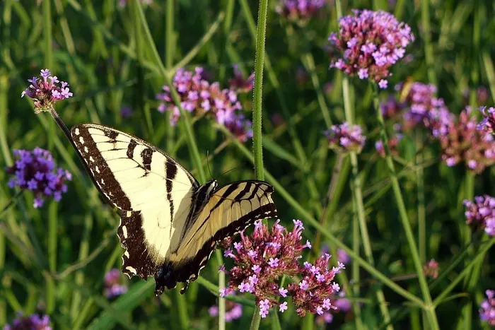蝴蝶在田野里探访花朵。