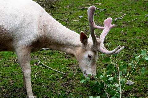 哈特, 白, 动物, 野生, 动物主题, 哺乳动物, 野生动物, 植物