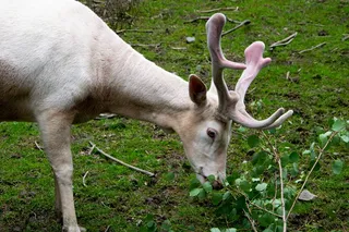 哈特, 白, 动物, 野生, 动物主题, 哺乳动物, 野生动物, 植物