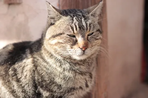 可爱,动物,猫,哺乳动物,毛皮,肖像,外观,家养 可爱,动物,猫,哺乳动物,毛皮,肖像,外观,家养