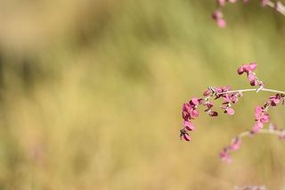 伊朗，菲鲁兹库，粉叶，鸡肉鸭，菲鲁兹库，花园，植物，花