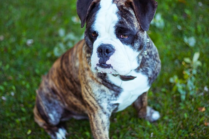 布鲁斯，狗，古英语斗牛犬，斗牛犬，小狗，斑纹，乐趣，玩耍