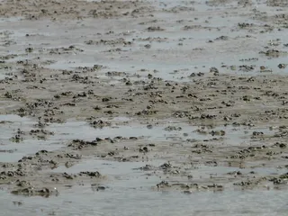 瓦特蠕虫桩, 瓦特, 瓦登海, 北海, 石里克, 沙, 水, 潮间带