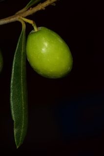 橄榄，诺切拉拉，诺切拉拉橄榄，食品，橄榄，绿色，地中海，树上橄榄