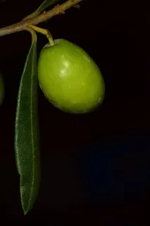 橄榄，诺切拉拉，诺切拉拉橄榄，食品，橄榄，绿色，地中海，树上橄榄