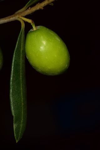 橄榄，诺切拉拉，诺切拉拉橄榄，食品，橄榄，绿色，地中海，树上橄榄