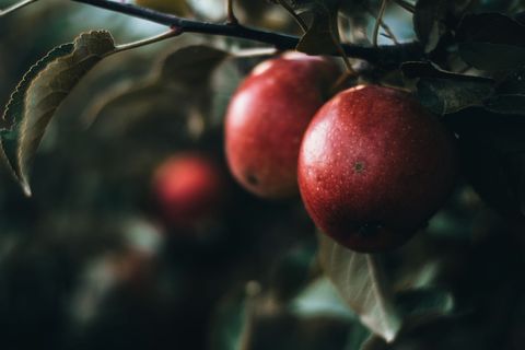 树上的圆形红色果实